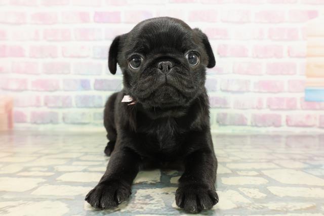 東京都のパグ (Coo&RIKU武蔵小山店/2025年12月20日生まれ/女の子/ブラック)の子犬の1枚目の画像