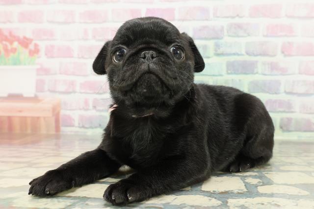 東京都のパグ (Coo&RIKU武蔵小山店/2025年12月20日生まれ/女の子/ブラック)の子犬の2枚目の画像