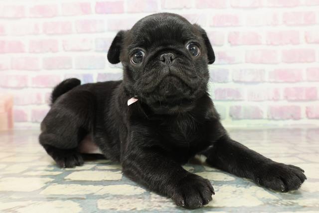 東京都のパグ (Coo&RIKU武蔵小山店/2025年12月20日生まれ/女の子/ブラック)の子犬の3枚目の画像