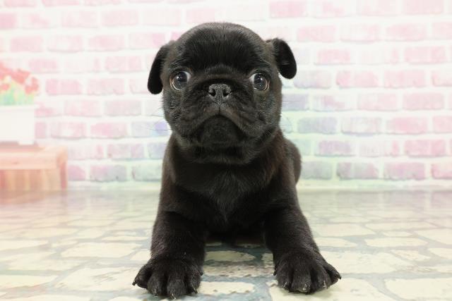 東京都のパグ (Coo&RIKU中野サンモール店/2025年12月20日生まれ/男の子/ブラック)の子犬の1枚目の画像