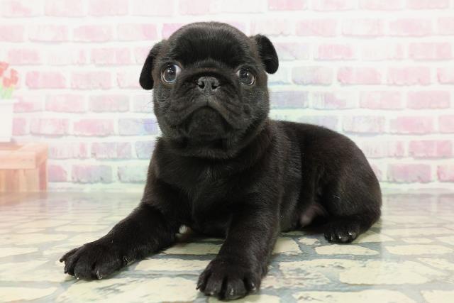 東京都のパグ (Coo&RIKU中野サンモール店/2025年12月20日生まれ/男の子/ブラック)の子犬の2枚目の画像