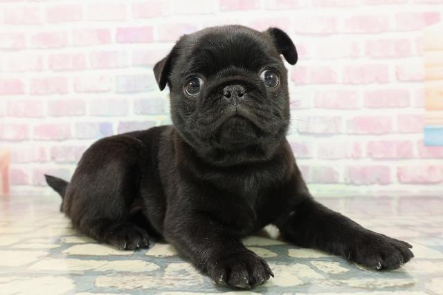 東京都のパグ (Coo&RIKU中野サンモール店/2025年12月20日生まれ/男の子/ブラック)の子犬の3枚目の画像