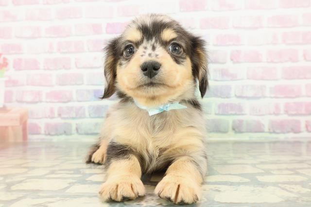 東京都のチワックス(チワワ×ダックス) (Coo&RIKU大久保店/2025年12月19日生まれ/男の子/シルバーダップル)の子犬の1枚目の画像