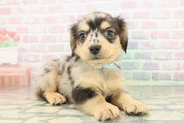 東京都のチワックス(チワワ×ダックス) (Coo&RIKU大久保店/2025年12月19日生まれ/男の子/シルバーダップル)の子犬の3枚目の画像