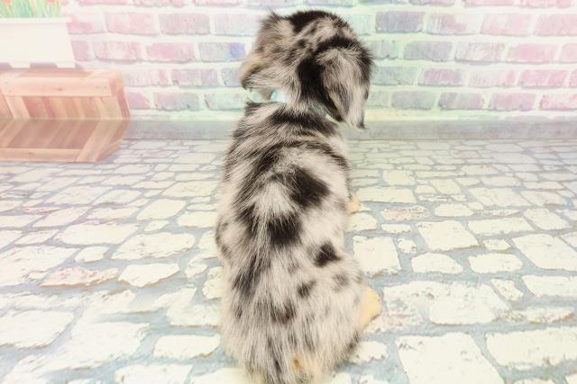 東京都のチワックス(チワワ×ダックス) (Coo&RIKU大久保店/2025年12月19日生まれ/男の子/シルバーダップル)の子犬の4枚目の画像