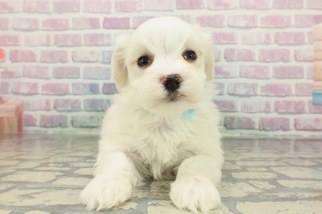 宮城県のマルチーズ (Coo&RIKU仙台太白店/2025年12月20日生まれ/男の子/ホワイト)の子犬の1枚目の画像