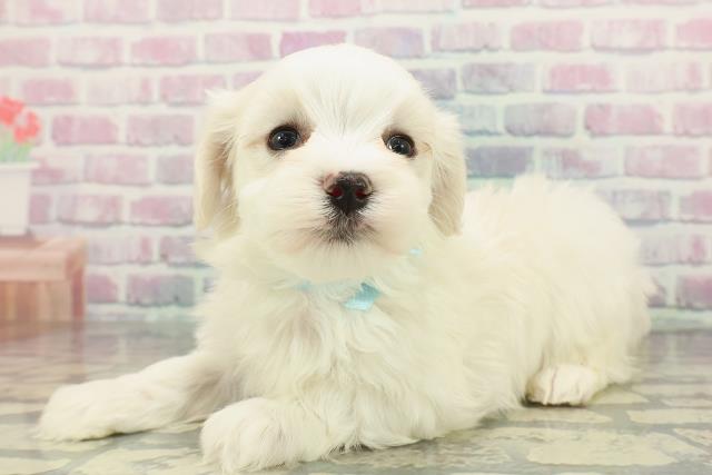 宮城県のマルチーズ (Coo&RIKU仙台太白店/2025年12月20日生まれ/男の子/ホワイト)の子犬の2枚目の画像