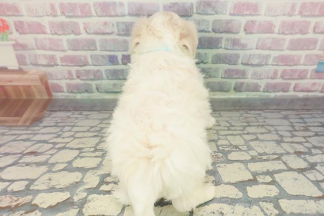 宮城県のマルチーズ (Coo&RIKU仙台太白店/2025年12月20日生まれ/男の子/ホワイト)の子犬の4枚目の画像