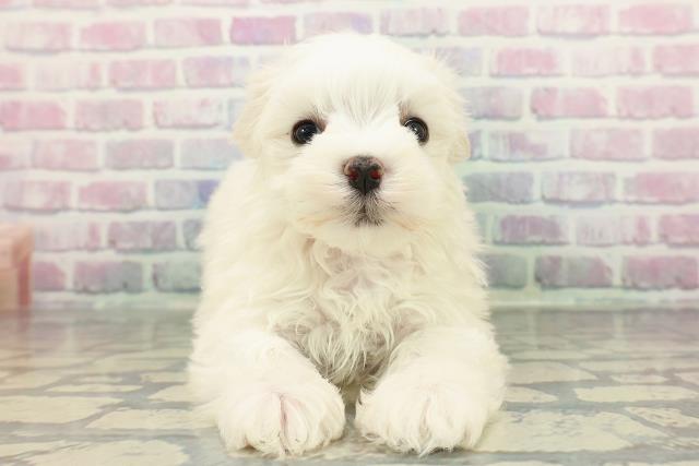 山形県のマルチーズ (Coo&RIKUイオンタウン酒田店/2025年12月20日生まれ/女の子/ホワイト)の子犬の1枚目の画像