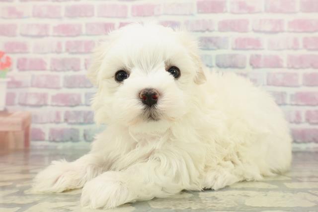 山形県のマルチーズ (Coo&RIKUイオンタウン酒田店/2025年12月20日生まれ/女の子/ホワイト)の子犬の2枚目の画像