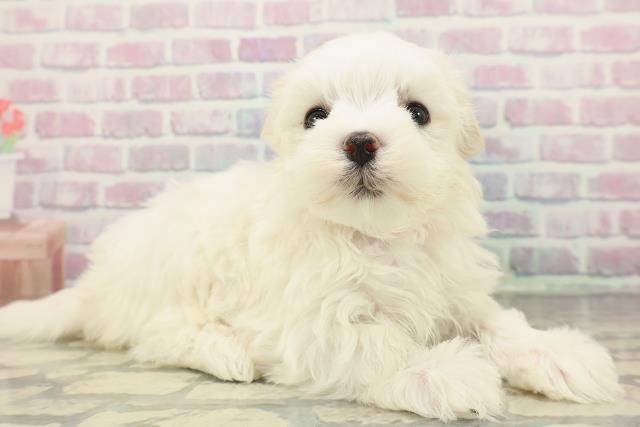 山形県のマルチーズ (Coo&RIKUイオンタウン酒田店/2025年12月20日生まれ/女の子/ホワイト)の子犬の3枚目の画像