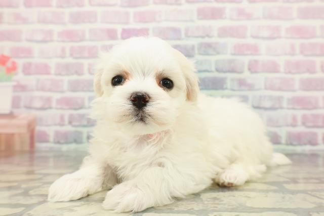 北海道のマルチーズ (Coo&RIKU岩見沢店/2025年12月20日生まれ/女の子/ホワイト)の子犬の2枚目の画像