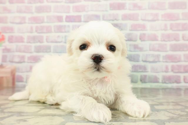 北海道のマルチーズ (Coo&RIKU岩見沢店/2025年12月20日生まれ/女の子/ホワイト)の子犬の3枚目の画像