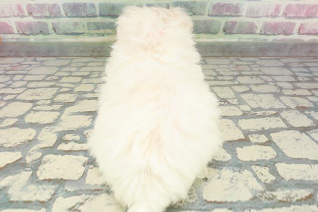 北海道のマルチーズ (Coo&RIKU岩見沢店/2025年12月20日生まれ/女の子/ホワイト)の子犬の4枚目の画像