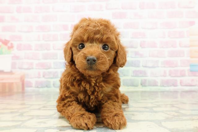 トイ・プードル