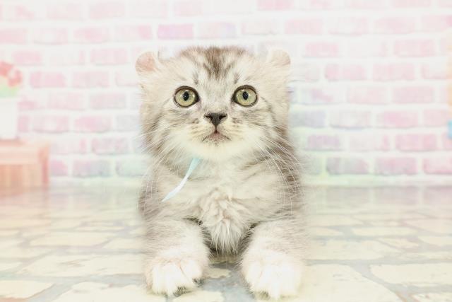 新潟県のアメリカンカール (Coo&RIKUイオンモール新発田店/2025年12月15日生まれ/男の子/シルバータビーホワイト)の子猫の1枚目の画像