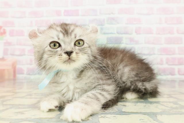 新潟県のアメリカンカール (Coo&RIKUイオンモール新発田店/2025年12月15日生まれ/男の子/シルバータビーホワイト)の子猫の2枚目の画像