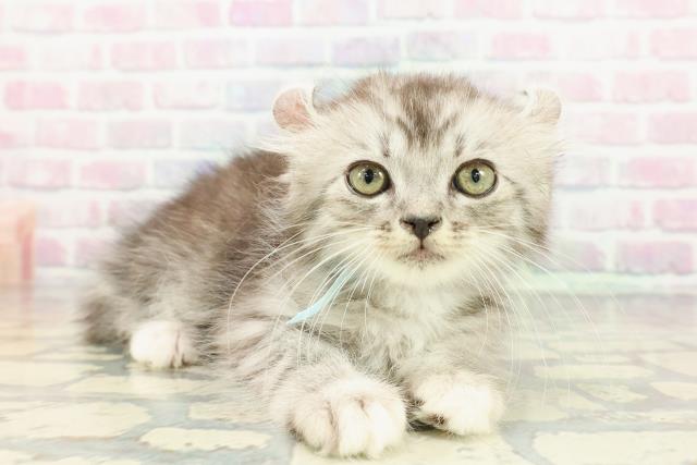 新潟県のアメリカンカール (Coo&RIKUイオンモール新発田店/2025年12月15日生まれ/男の子/シルバータビーホワイト)の子猫の3枚目の画像