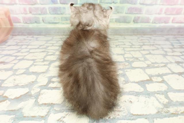 新潟県のアメリカンカール (Coo&RIKUイオンモール新発田店/2025年12月15日生まれ/男の子/シルバータビーホワイト)の子猫の4枚目の画像