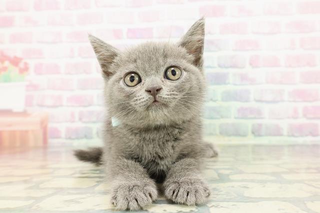 長野県のブリティッシュショートヘアー (Coo&RIKU綿半上田店/2025年12月18日生まれ/男の子/ブルー)の子猫の1枚目の画像