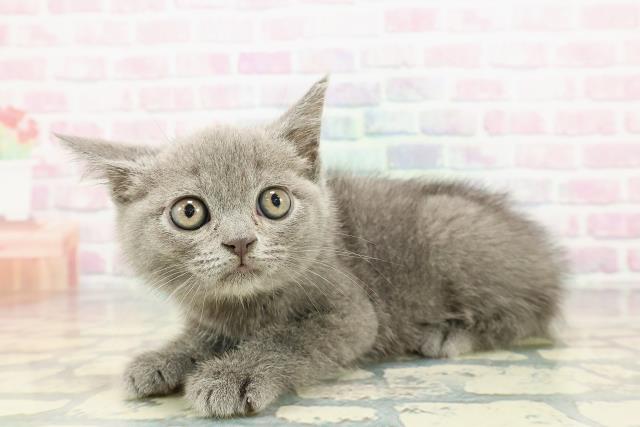 長野県のブリティッシュショートヘアー (Coo&RIKU綿半上田店/2025年12月18日生まれ/男の子/ブルー)の子猫の2枚目の画像