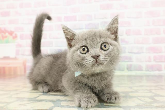 長野県のブリティッシュショートヘアー (Coo&RIKU綿半上田店/2025年12月18日生まれ/男の子/ブルー)の子猫の3枚目の画像