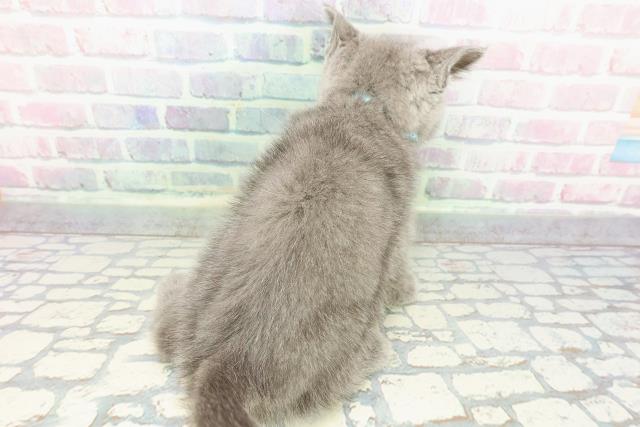 長野県のブリティッシュショートヘアー (Coo&RIKU綿半上田店/2025年12月18日生まれ/男の子/ブルー)の子猫の4枚目の画像