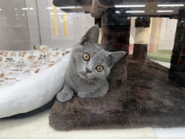 長野県のブリティッシュショートヘアー (Coo&RIKU綿半上田店/2025年12月18日生まれ/男の子/ブルー)の子猫の4枚目の画像