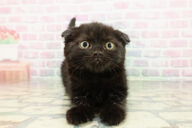 広島県のスコティッシュフォールド (Coo&RIKU広島中央店/2025年12月17日生まれ/女の子/ブラック)の子猫の1枚目の画像
