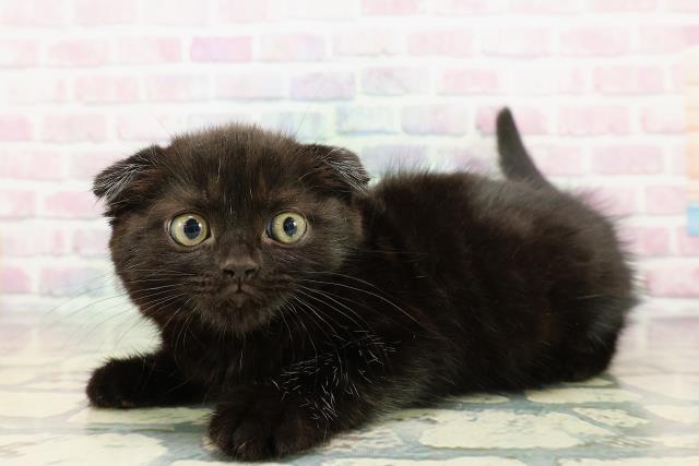 広島県のスコティッシュフォールド (Coo&RIKU広島中央店/2025年12月17日生まれ/女の子/ブラック)の子猫の2枚目の画像