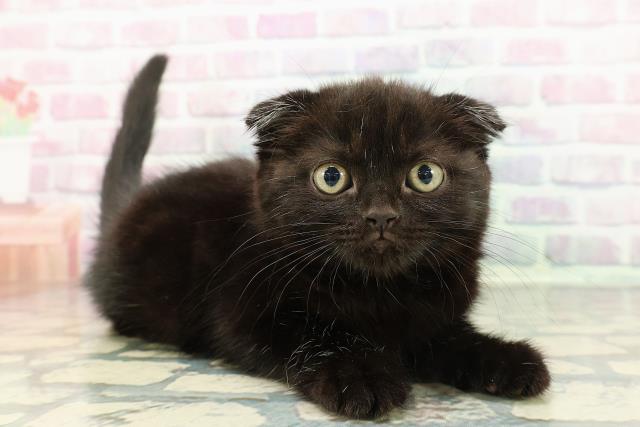 広島県のスコティッシュフォールド (Coo&RIKU広島中央店/2025年12月17日生まれ/女の子/ブラック)の子猫の3枚目の画像