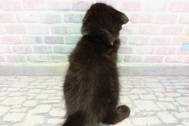 広島県のスコティッシュフォールド (Coo&RIKU広島中央店/2025年12月17日生まれ/女の子/ブラック)の子猫の4枚目の画像