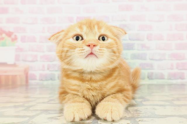 神奈川県のスコティッシュフォールド (Coo&RIKU相模原店/2025年12月17日生まれ/男の子/レッドタビー)の子猫の1枚目の画像