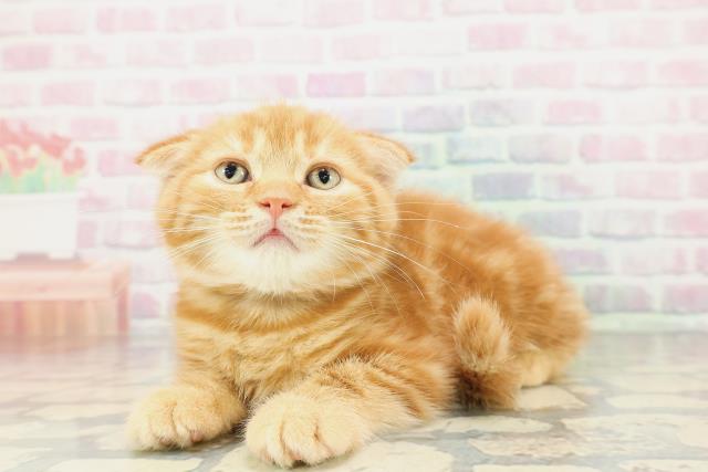 神奈川県のスコティッシュフォールド (Coo&RIKU相模原店/2025年12月17日生まれ/男の子/レッドタビー)の子猫の2枚目の画像