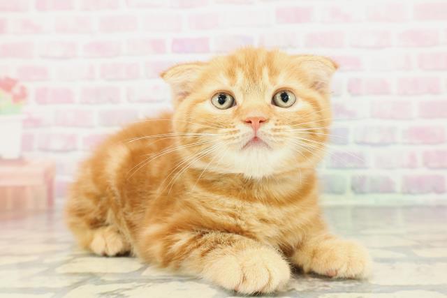 神奈川県のスコティッシュフォールド (Coo&RIKU相模原店/2025年12月17日生まれ/男の子/レッドタビー)の子猫の3枚目の画像