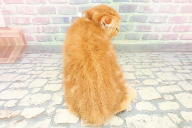 神奈川県のスコティッシュフォールド (Coo&RIKU相模原店/2025年12月17日生まれ/男の子/レッドタビー)の子猫の4枚目の画像