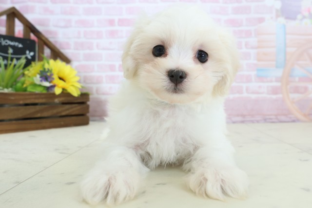 山口県のマルプー(マルチーズ×プードル) (Coo&RIKUサンパークあじす店/2025年12月19日生まれ/男の子/クリームホワイト)の子犬の1枚目の画像