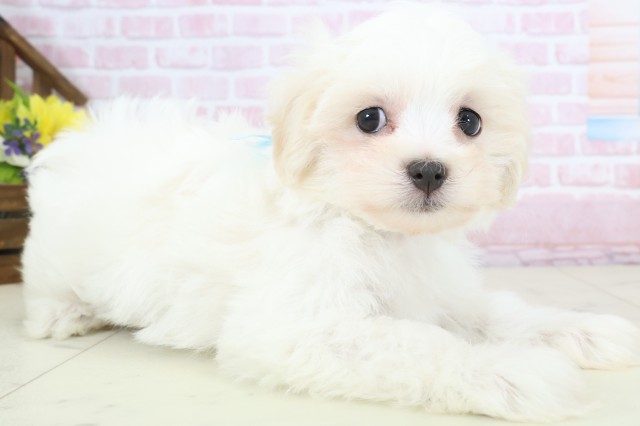 山口県のマルプー(マルチーズ×プードル) (Coo&RIKUサンパークあじす店/2025年12月19日生まれ/男の子/クリームホワイト)の子犬の2枚目の画像