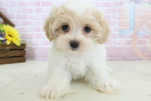 愛媛県のマルプー(マルチーズ×プードル) (Coo&RIKUイオンタウン川之江店/2025年12月19日生まれ/男の子/クリームホワイト)の子犬の1枚目の画像