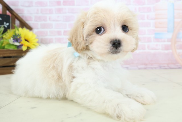愛媛県のマルプー(マルチーズ×プードル) (Coo&RIKUイオンタウン川之江店/2025年12月19日生まれ/男の子/クリームホワイト)の子犬の2枚目の画像