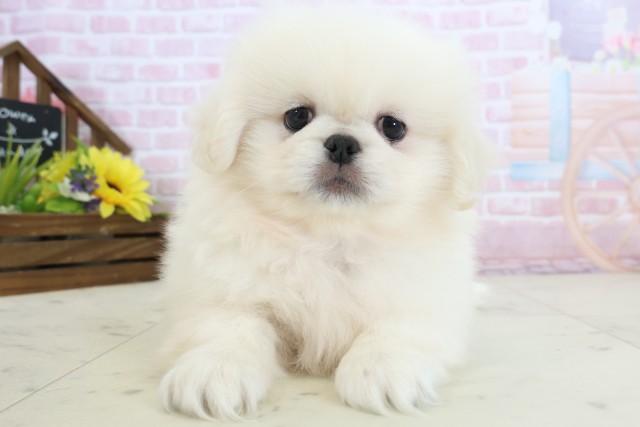 鳥取県のペキニーズ (Coo&RIKUラ・ムー鳥取東店/2025年12月19日生まれ/男の子/クリーム)の子犬の1枚目の画像