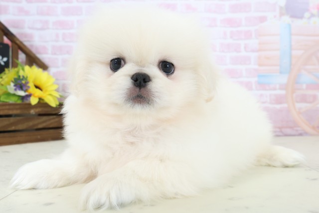 鳥取県のペキニーズ (Coo&RIKUラ・ムー鳥取東店/2025年12月19日生まれ/男の子/クリーム)の子犬の3枚目の画像