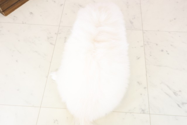 鳥取県のペキニーズ (Coo&RIKUラ・ムー鳥取東店/2025年12月19日生まれ/男の子/クリーム)の子犬の4枚目の画像