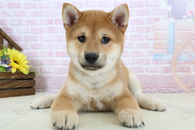 広島県の豆柴 (Coo&RIKUゆめタウン大竹店/2025年12月20日生まれ/男の子/赤)の子犬の1枚目の画像