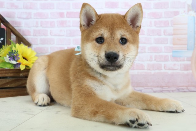 広島県の豆柴 (Coo&RIKUゆめタウン大竹店/2025年12月20日生まれ/男の子/赤)の子犬の2枚目の画像