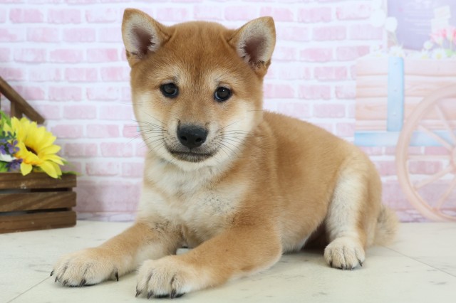 広島県の豆柴 (Coo&RIKUゆめタウン大竹店/2025年12月20日生まれ/男の子/赤)の子犬の3枚目の画像