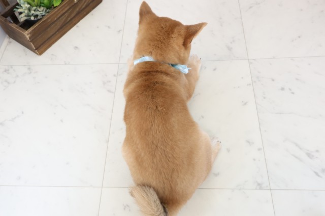 広島県の豆柴 (Coo&RIKUゆめタウン大竹店/2025年12月20日生まれ/男の子/赤)の子犬の4枚目の画像