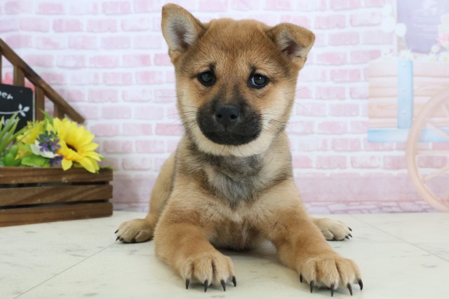 山口県の豆柴 (Coo&RIKUサンパークあじす店/2025年12月20日生まれ/女の子/赤)の子犬の1枚目の画像