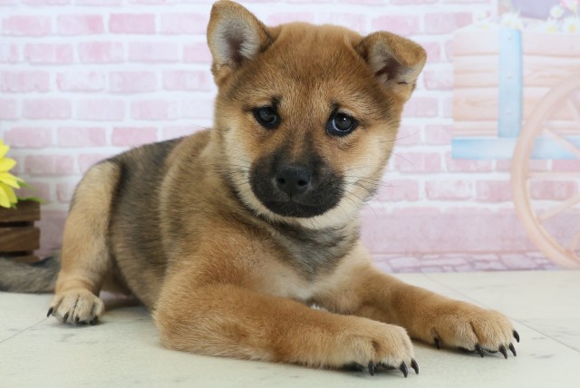 山口県の豆柴 (Coo&RIKUサンパークあじす店/2025年12月20日生まれ/女の子/赤)の子犬の2枚目の画像