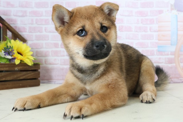 山口県の豆柴 (Coo&RIKUサンパークあじす店/2025年12月20日生まれ/女の子/赤)の子犬の3枚目の画像